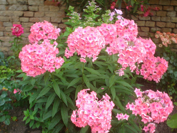 phlox