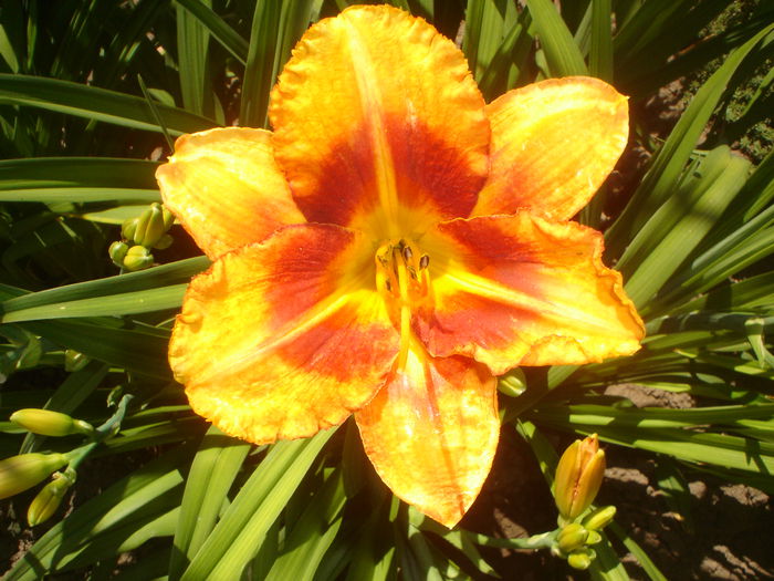 hemerocallis