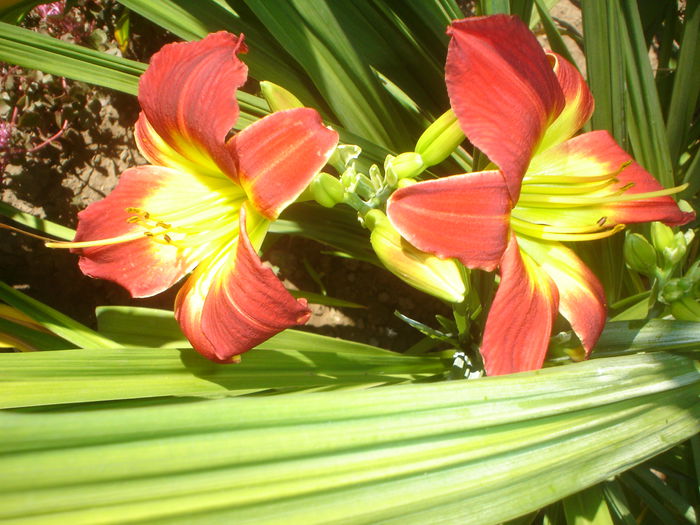 hemerocallis