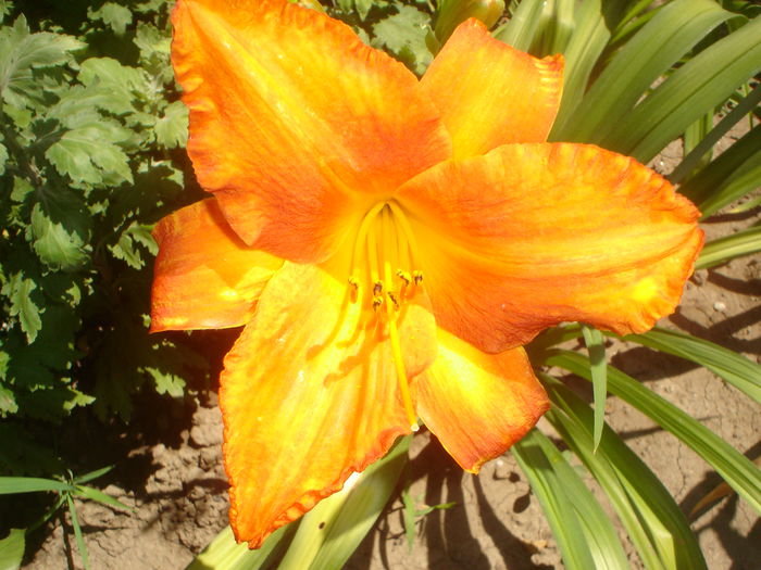 hemerocallis