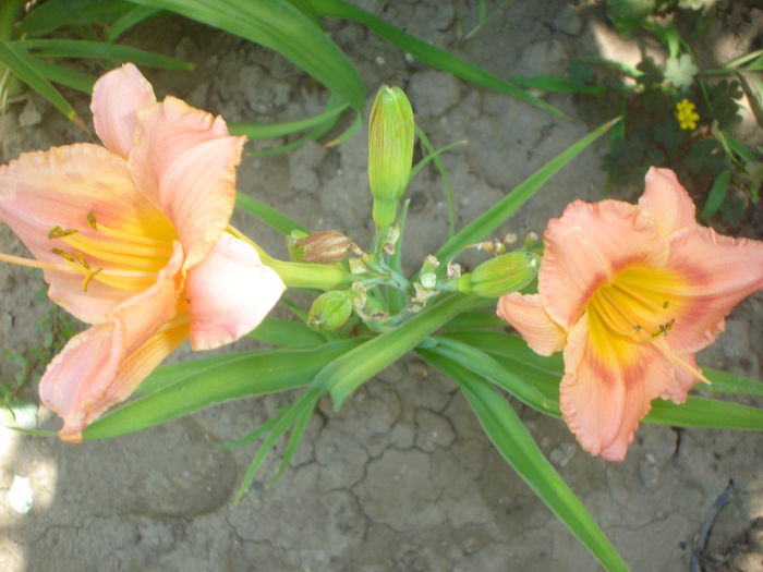 hemerocallis