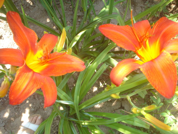 hemerocallis