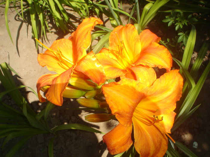 hemerocallis