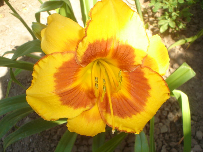 hemerocallis