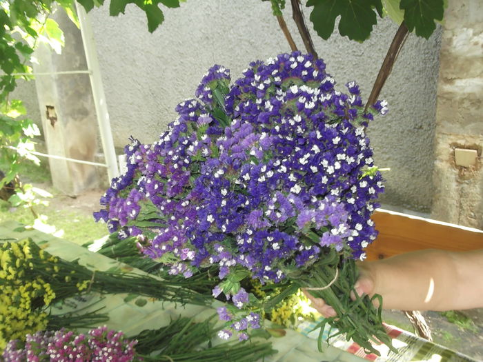 DSCF8988 - LIMONIUM sinuatum- Flori de pai