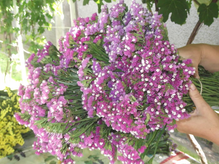 DSCF8991 - LIMONIUM sinuatum- Flori de pai