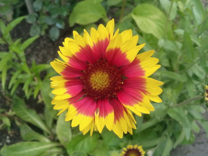 IMG_20150628_144519 - 2015 Flori in  gradina