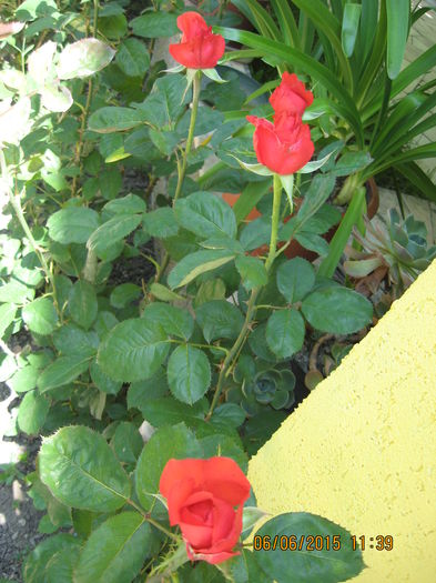 Picture 3571
