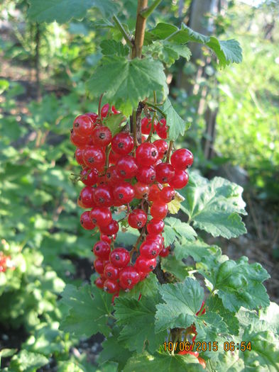 Picture 3624 - 3 ARBUSTI FRUCTIFERI SI ORNAMENTALI