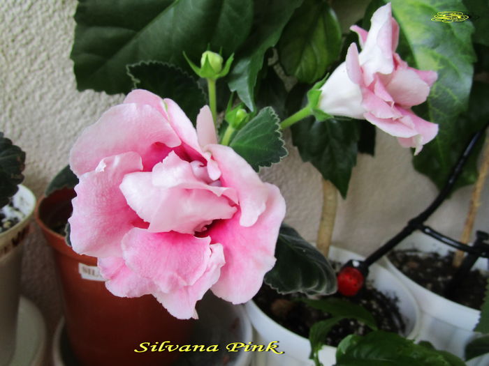 Silvana Pink (29-06-2015)