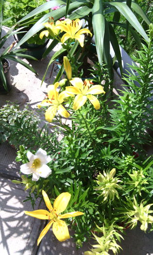 IMG_20150629_154546[1] - crini de gradina