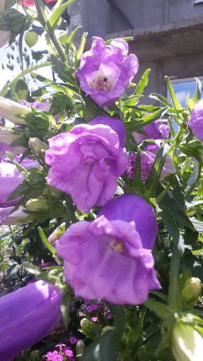 20150618_131521 - 2015 in gradina mea