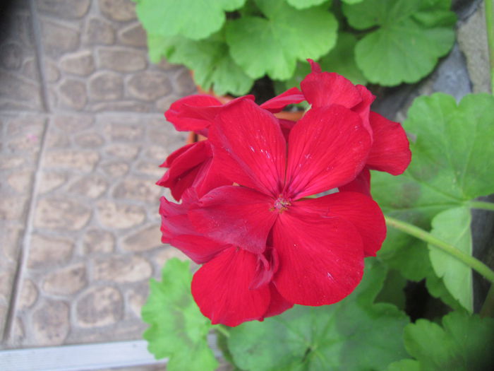 Friesia-Bright Red - Muscate
