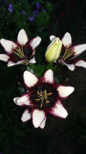 20150628_211305 - 2015 in gradina mea