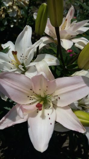 20150624_130014 - 2015 in gradina mea