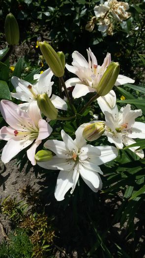 20150624_130023 - 2015 in gradina mea