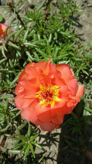 20150624_130117 - 2015 in gradina mea