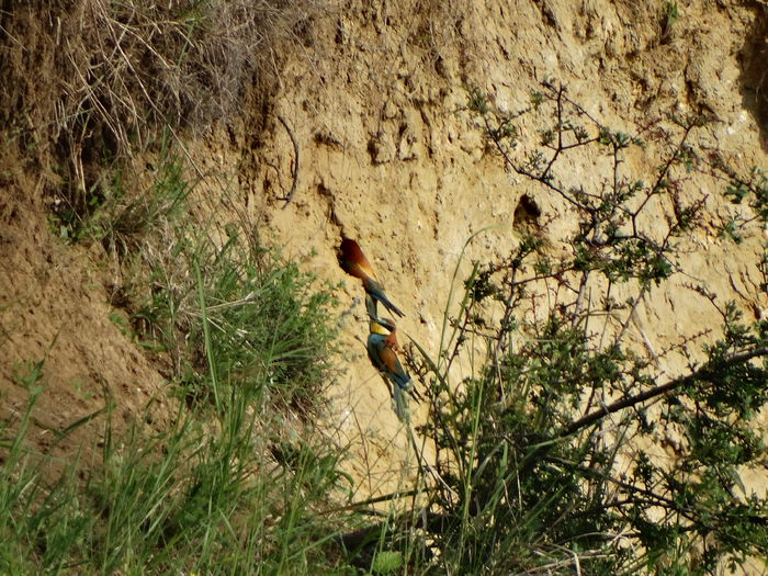 prigoriile din zona - a-vizitatorii gradinii-2015