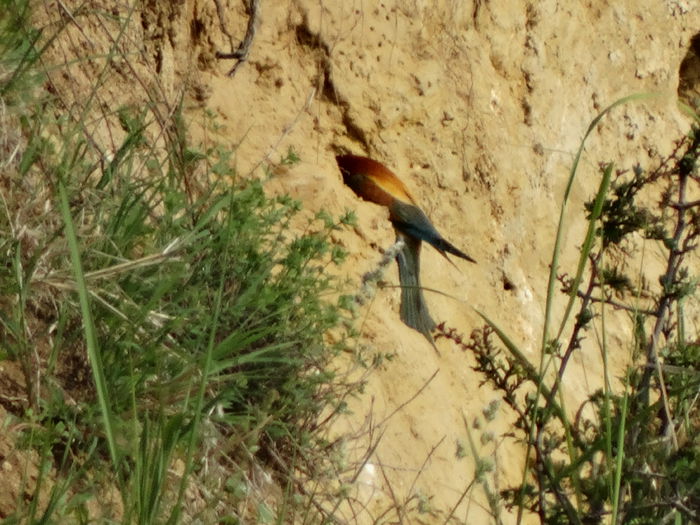 poate o sa prind si cand ies puii - a-vizitatorii gradinii-2015