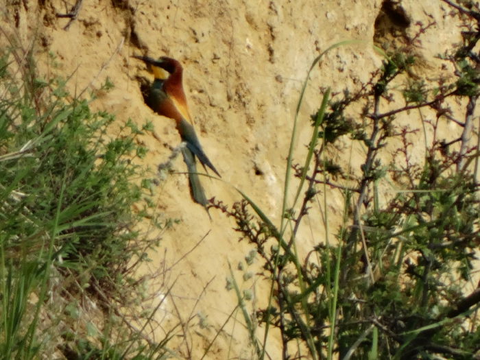 erau cam departe - a-vizitatorii gradinii-2015