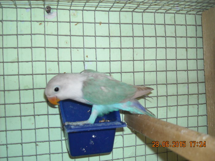 DSCN0144 - Pui agapornis