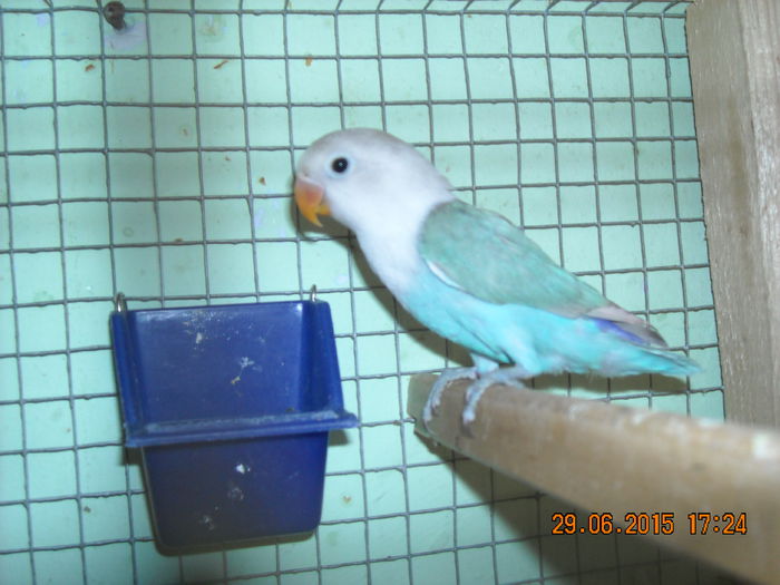 DSCN0146 - Pui agapornis