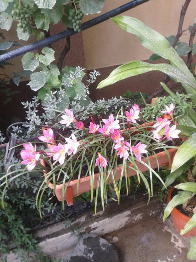 Fotografie-0026 - alium si alte minuni