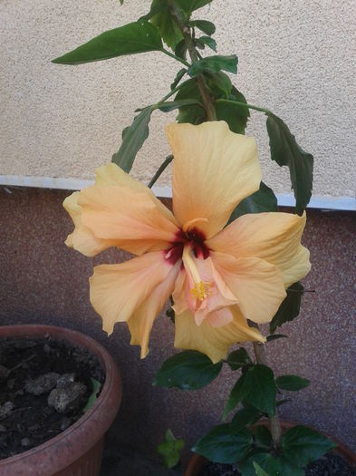 Fotografie-0024 - hibiscus