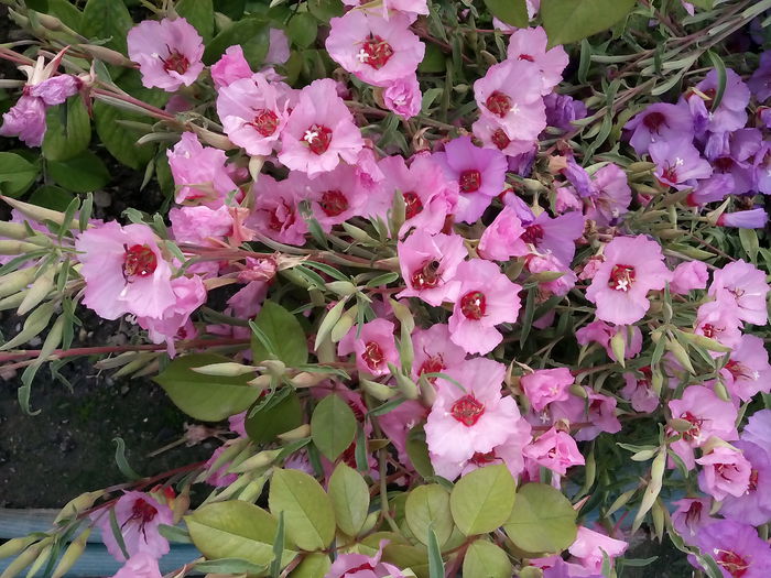 IMG_20150629_182558 - 2015 Flori in  gradina