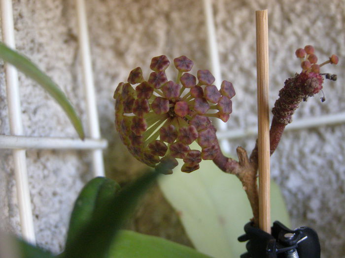 Crassicaullis - Hoya - surprize placute