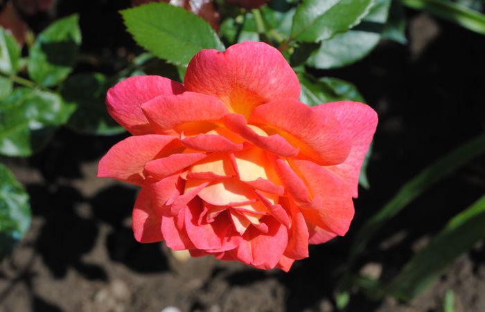 27 iunie, Parfum de Grasse