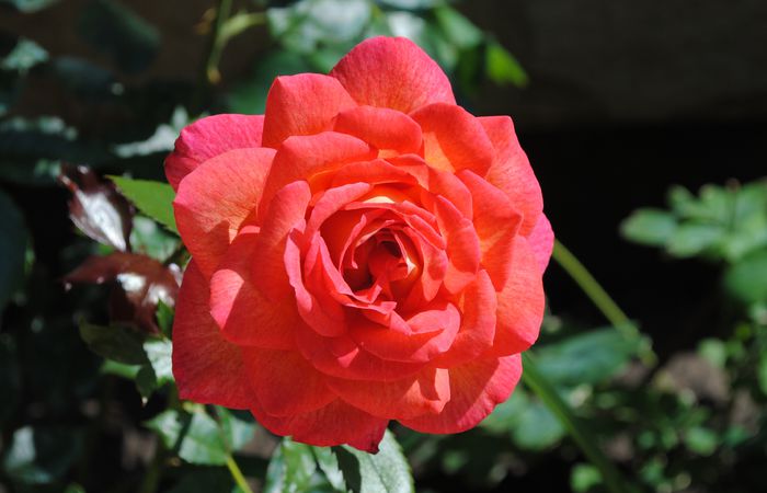 Parfum de Grasse