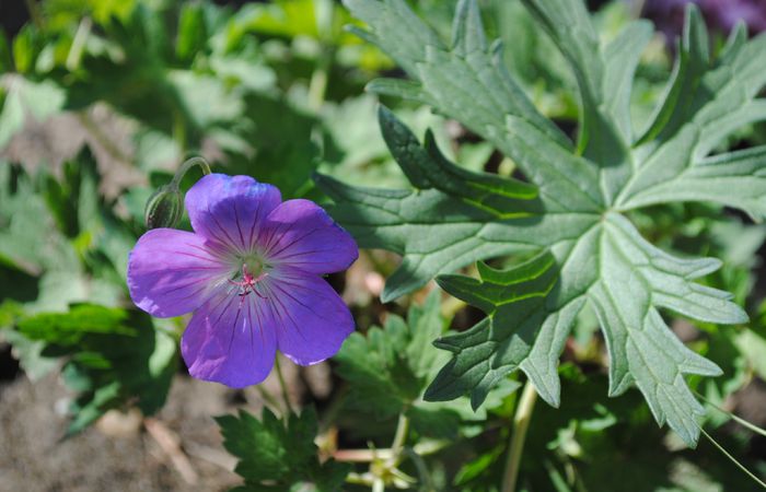 27 iunie, geranium rozanne
