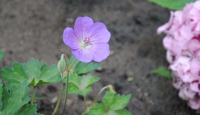 geranium rozanne - 2015 plantele mele - II