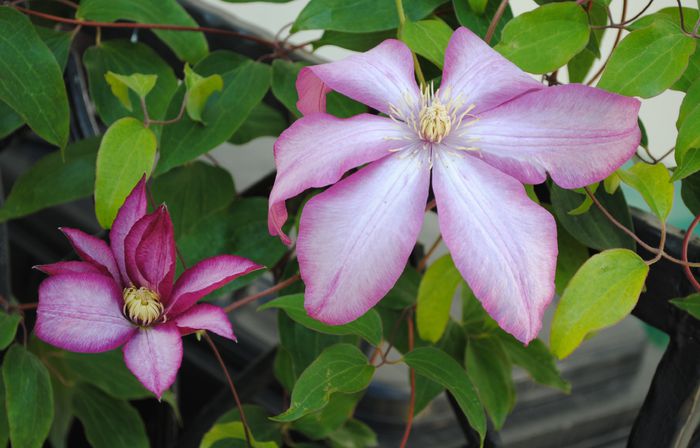 clematis Betty Risdon
