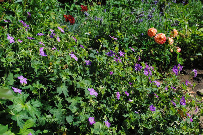 geranium vlassovianum