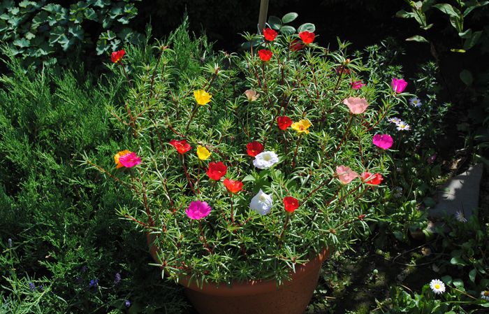 flori de piatra (portulaca)
