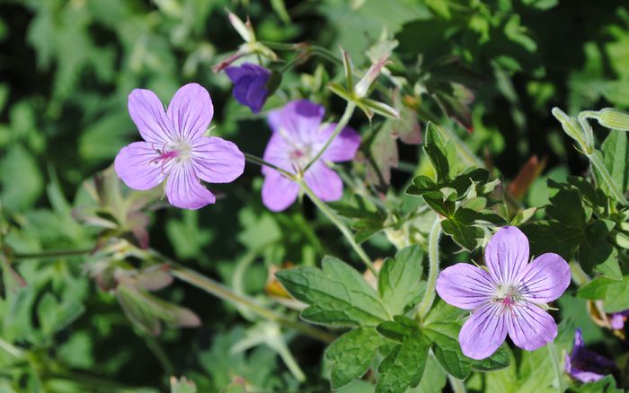 geranium vlassovianum