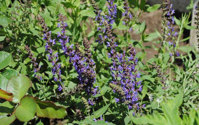 salvia nemorosa