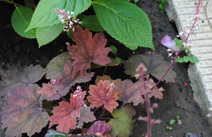 heuchera peach flambe