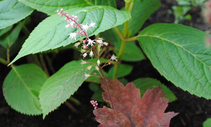 heuchera peach flambe(floarea)