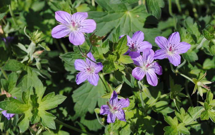 geranium vlassovianum
