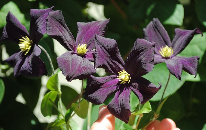 clematis Romantika