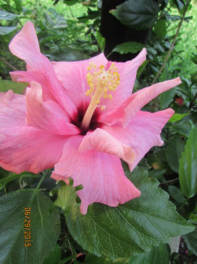 IMG_2085 - hibiscus