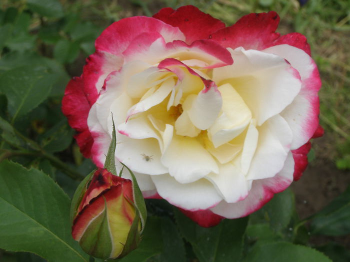 P6270021 - Trandafirul - regele gradinii