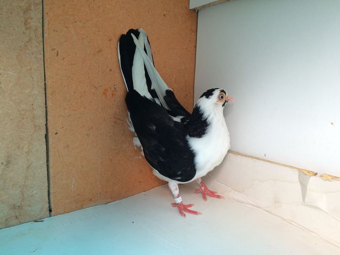 5674_2 - tineret 2015