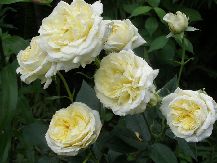 P6270027 - Trandafirul - regele gradinii