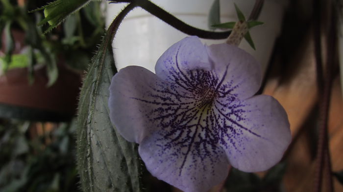 005
