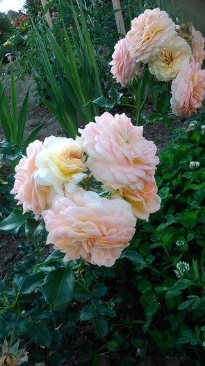 DSC_1218 - TRANDAFIRI 2015 II