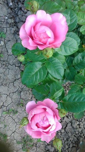 DSC_1170 - TRANDAFIRI 2015 II